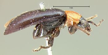 Media type: image; Entomology 18400   Aspect: habitus lateral view